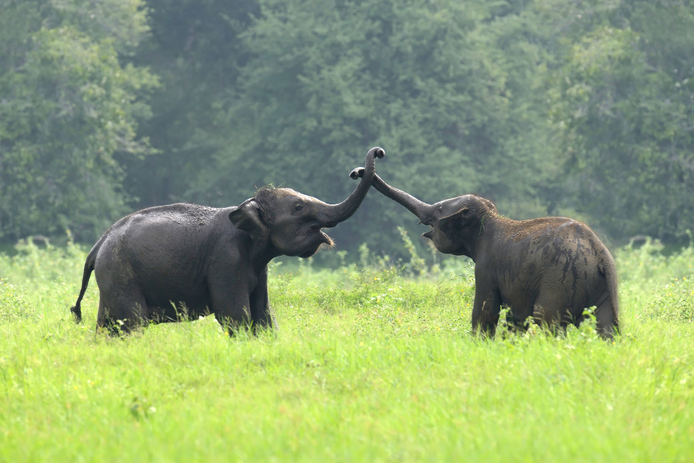 sri-lanka